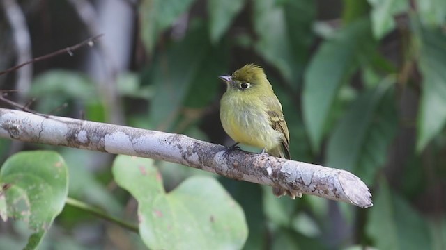 Yellowish Flycatcher - ML211218031