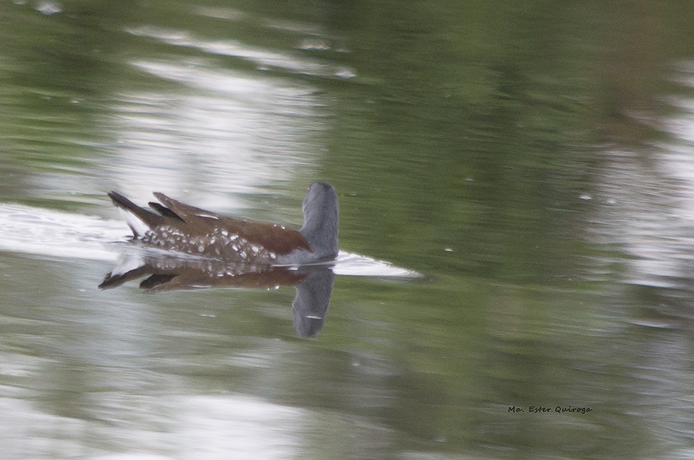 Gallinule à face noire - ML211218121