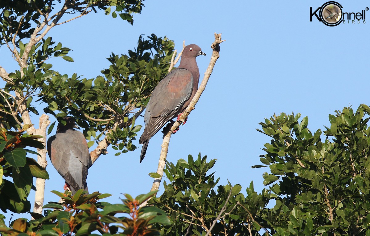 Plain Pigeon - Arturo Kirkconnell Jr