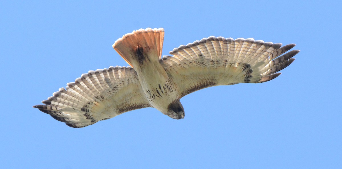 Red-tailed Hawk (borealis) - Steven Mlodinow