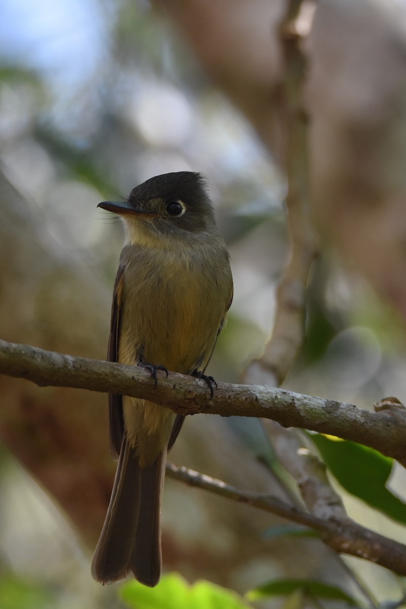 Cuban Pewee - Luke Berg