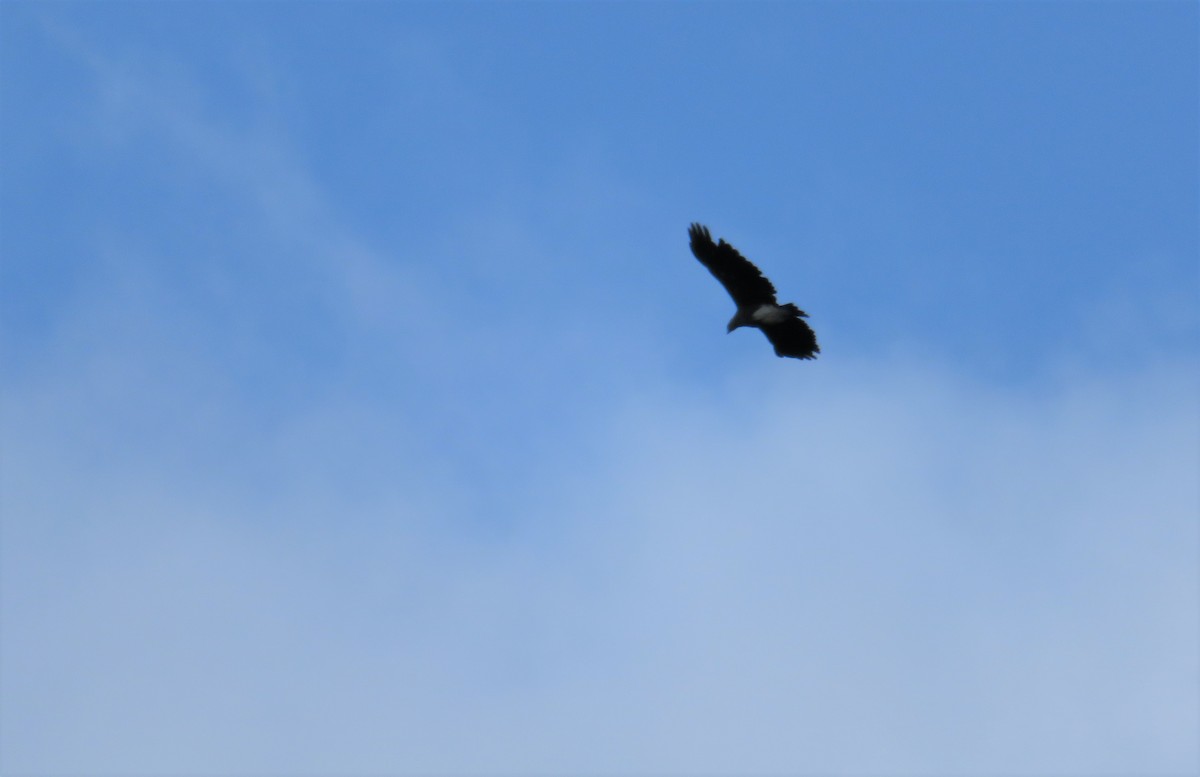 Lesser Fish-Eagle - ML211219381