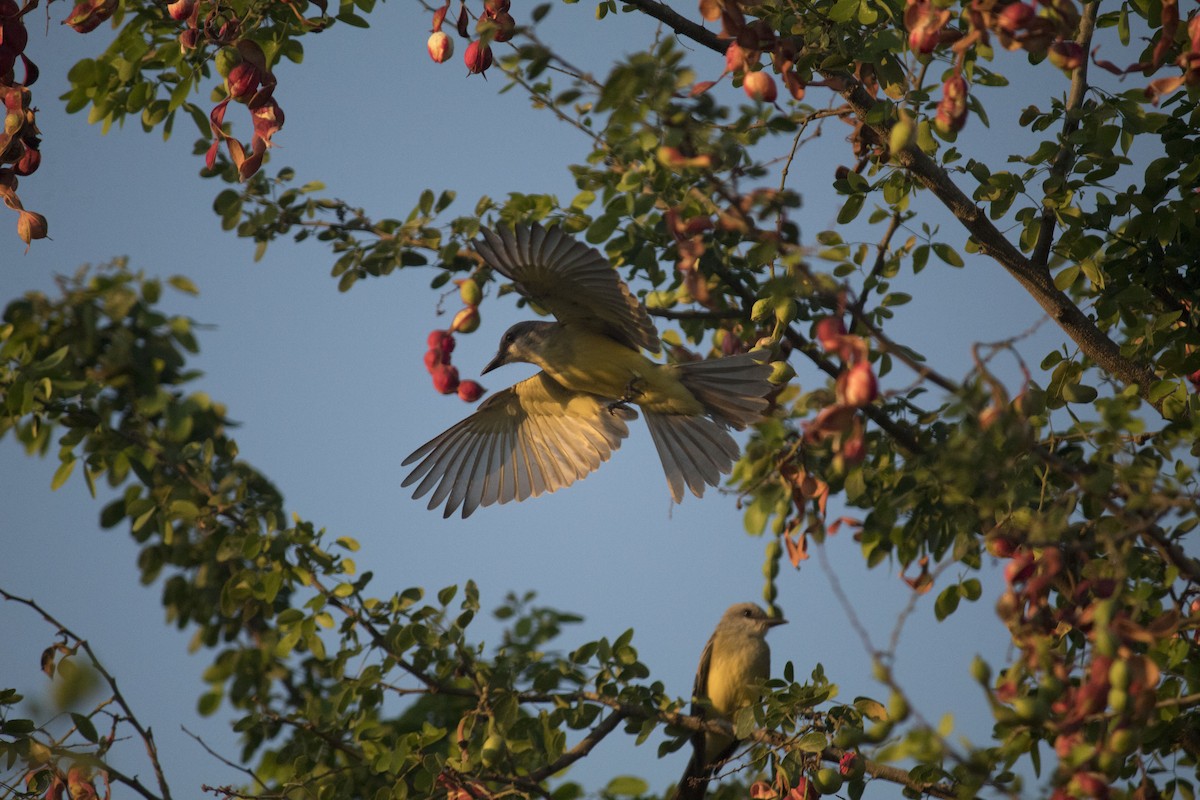 Tropical Kingbird - ML211219651