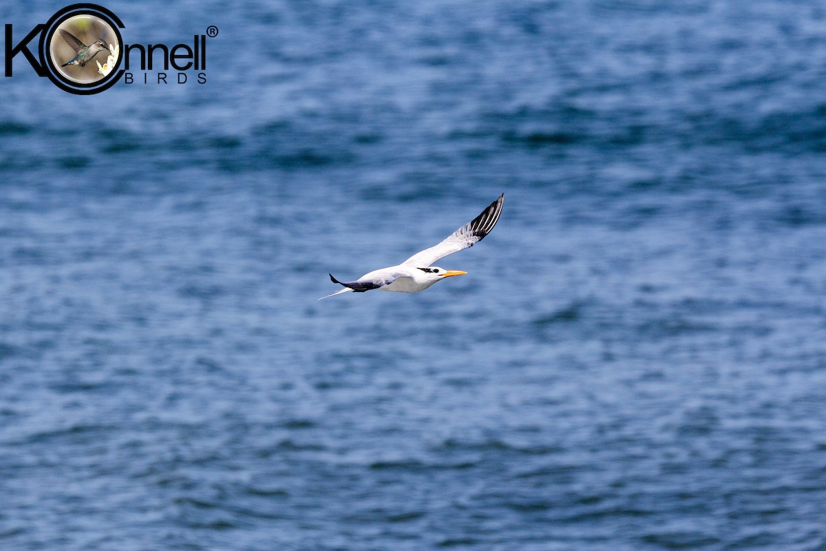 Royal Tern - ML21121971