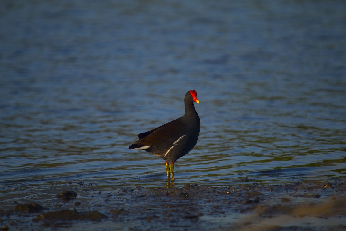 Common Gallinule - ML211220541