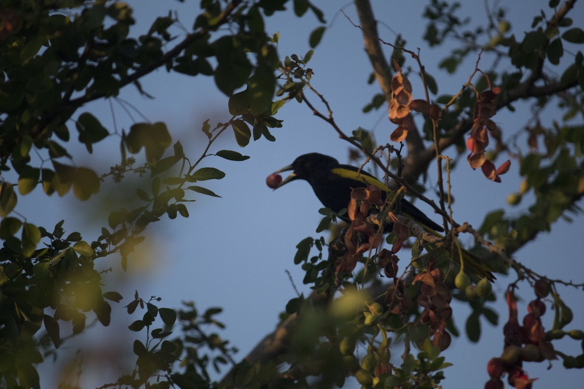 Yellow-winged Cacique - ML211220841