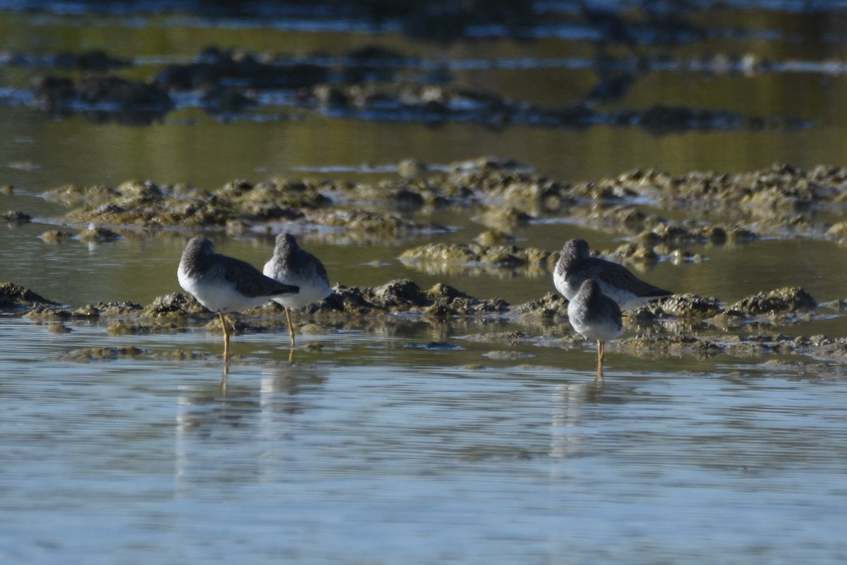 Lesser Yellowlegs - ML211222631