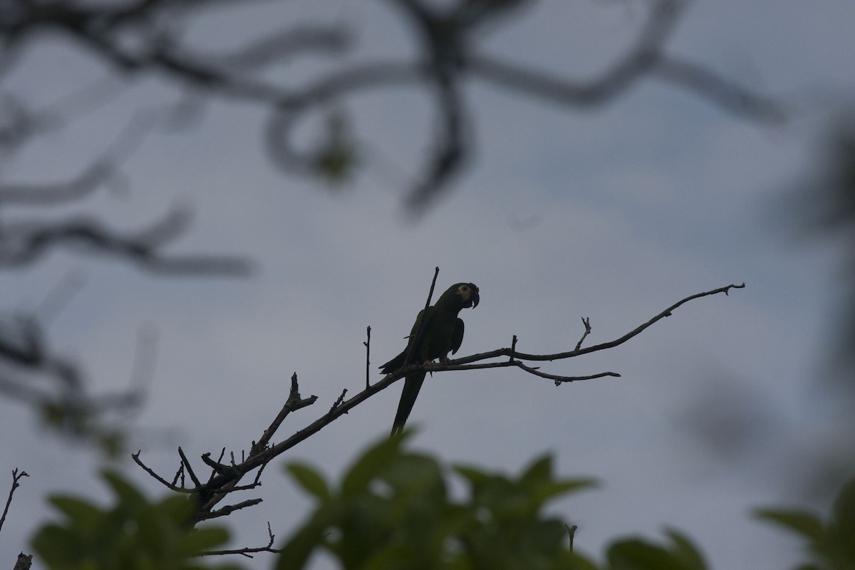 Blue-winged Macaw - ML211222761