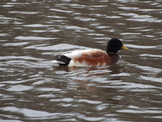 Mallard - ML21122301