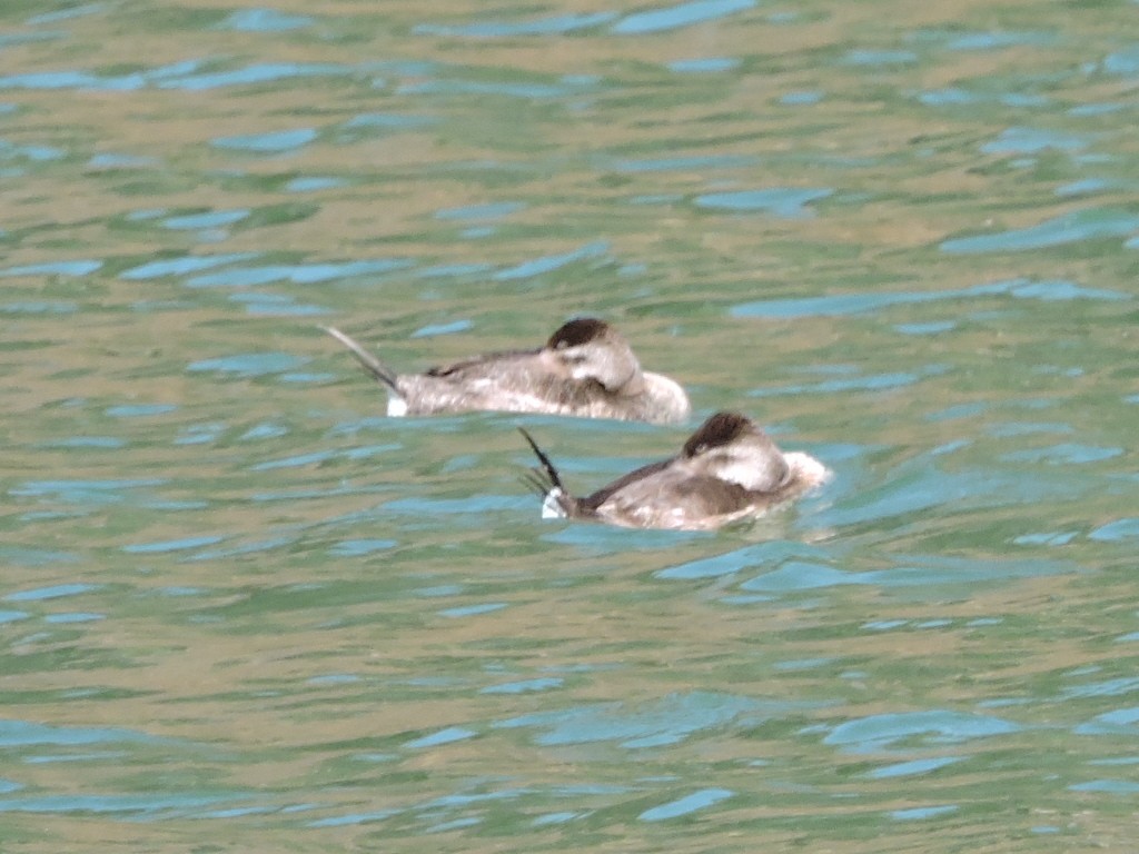 Ruddy Duck - ML211223041