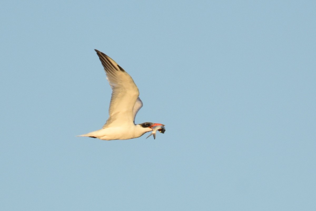 Caspian Tern - ML211223271