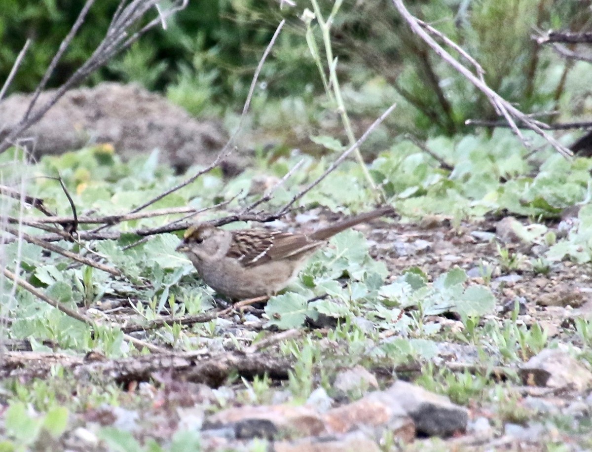 Bruant à couronne dorée - ML211223631