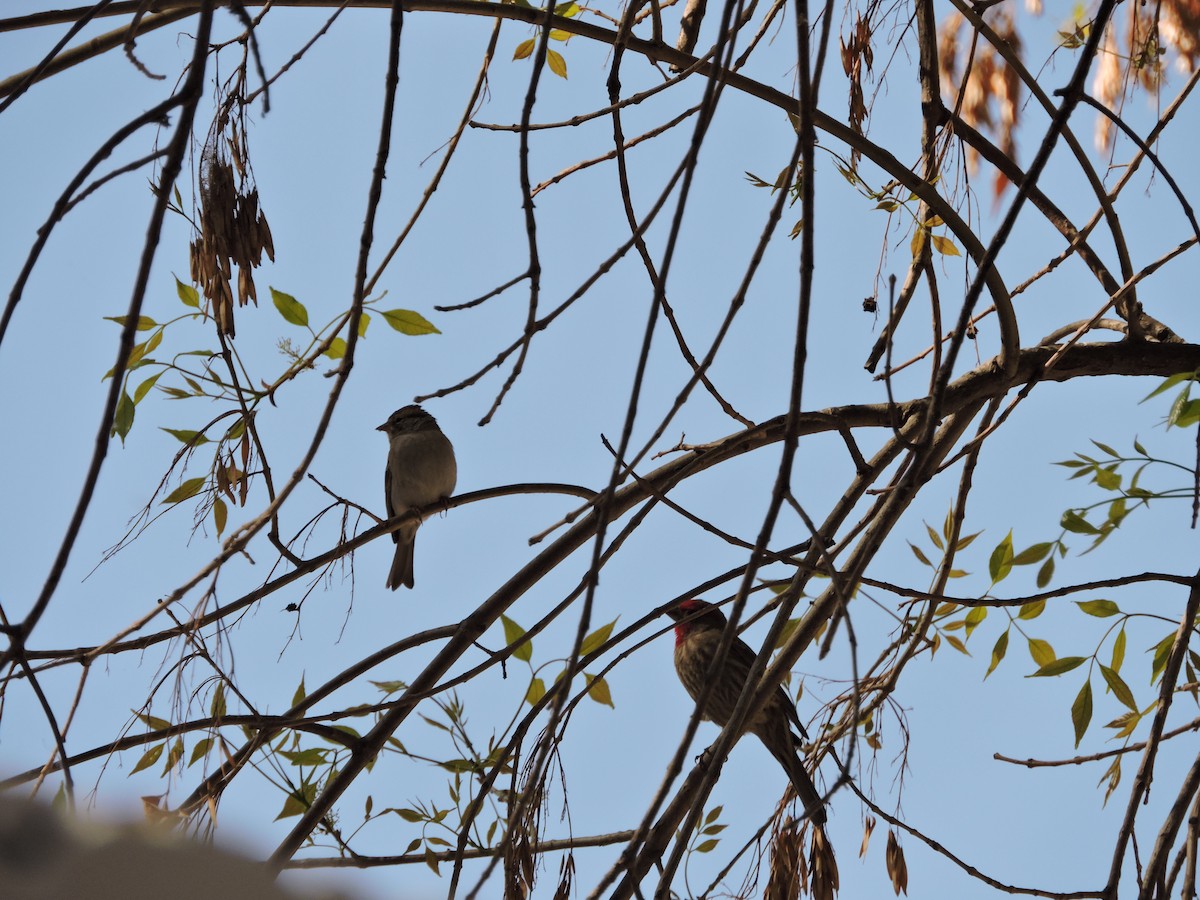 House Finch - ML211224561