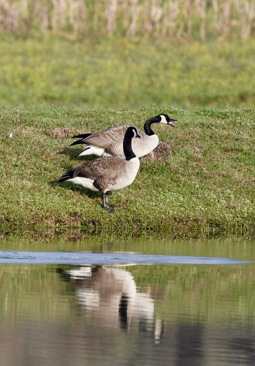 Canada Goose - ML211224571