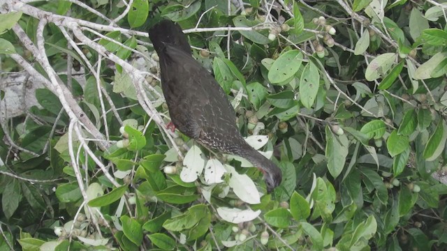 marailhokko - ML211225711