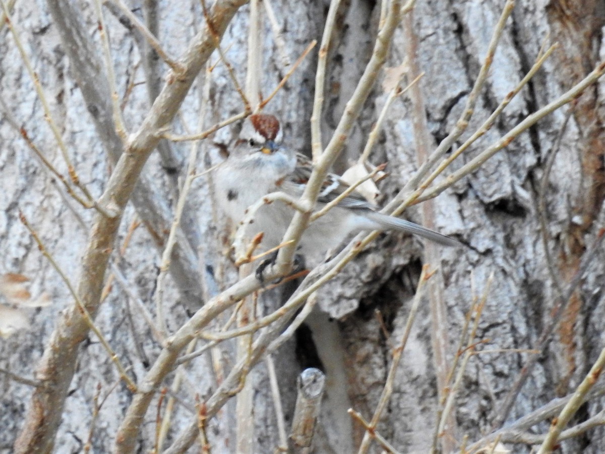 American Tree Sparrow - ML211226691