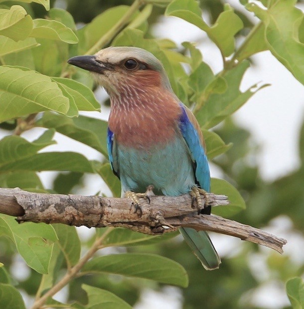 Lilac-breasted Roller - ML211226981