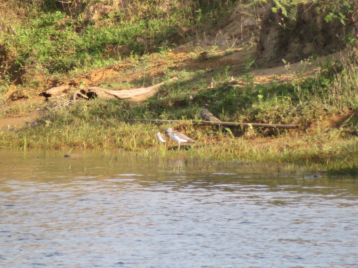 Common Greenshank - ML211227351