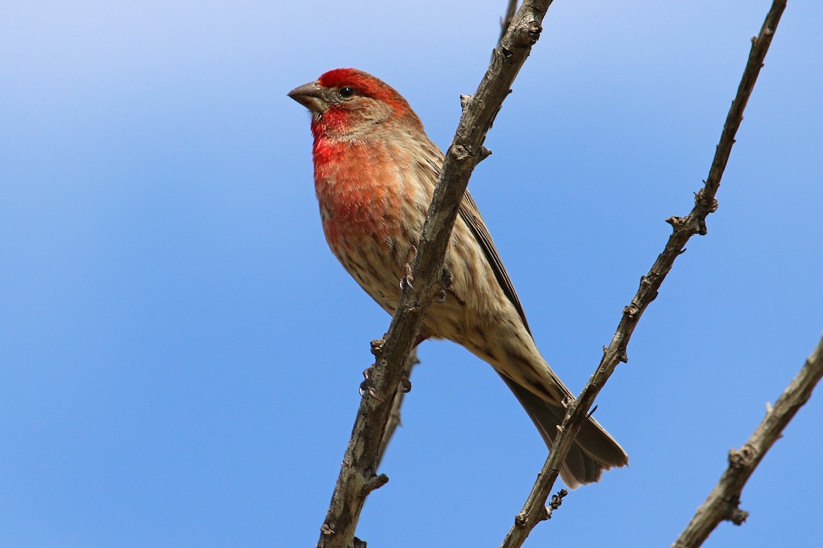 House Finch - Jamie Chavez