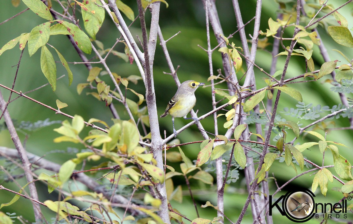 White-eyed Vireo - Arturo Kirkconnell Jr