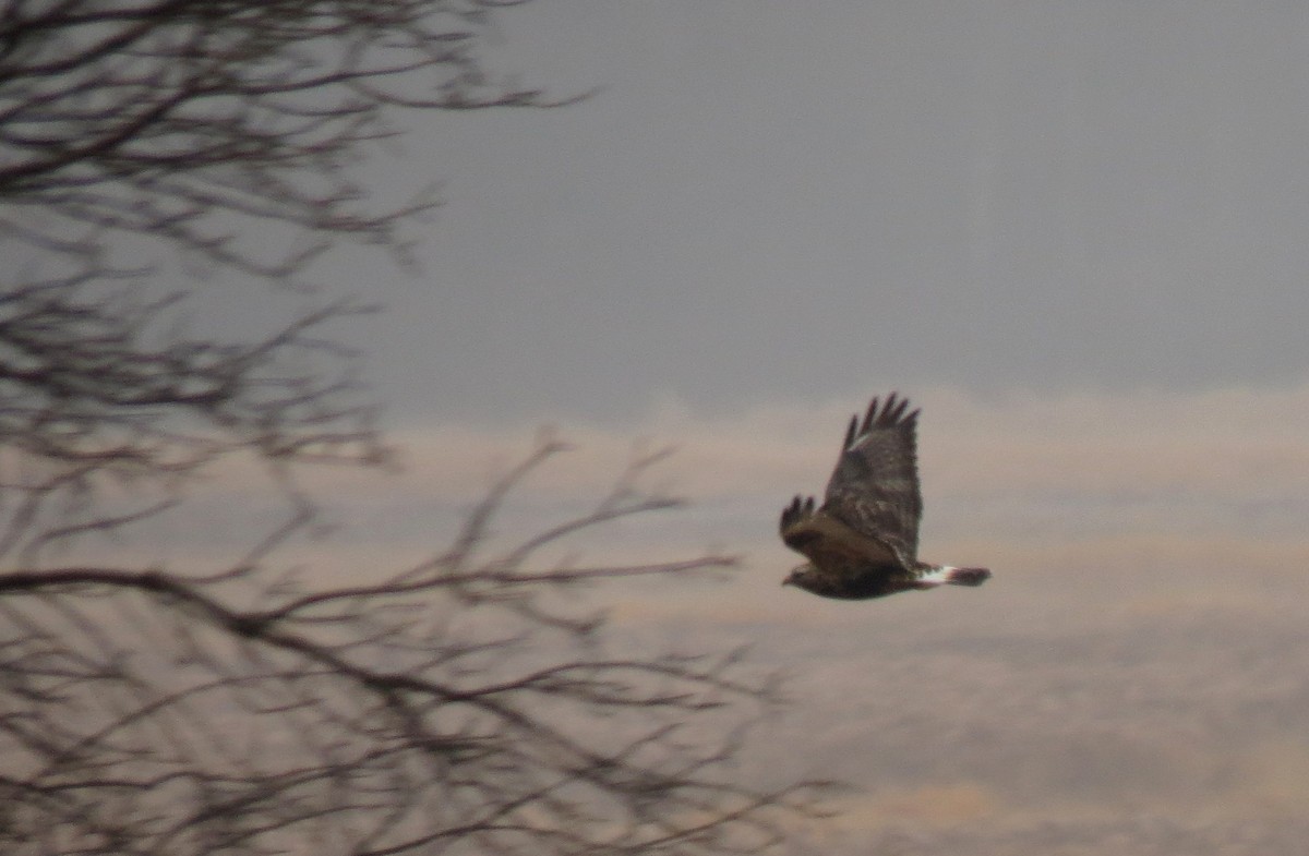 Rough-legged Hawk - ML21123311