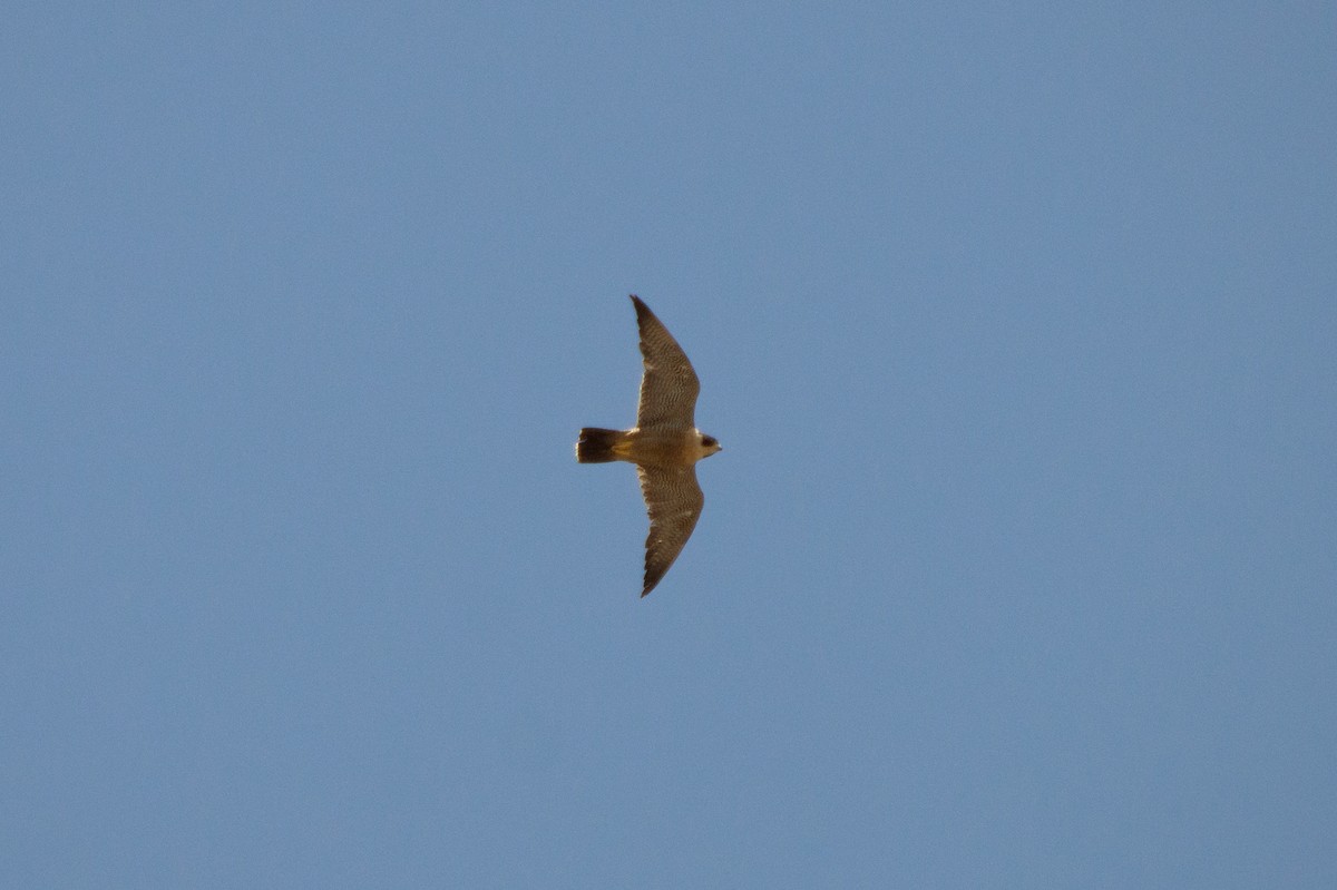 Peregrine Falcon - ML211234381