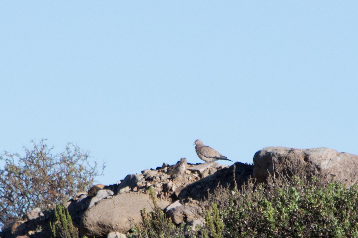 Black-winged Ground Dove - ML211235691