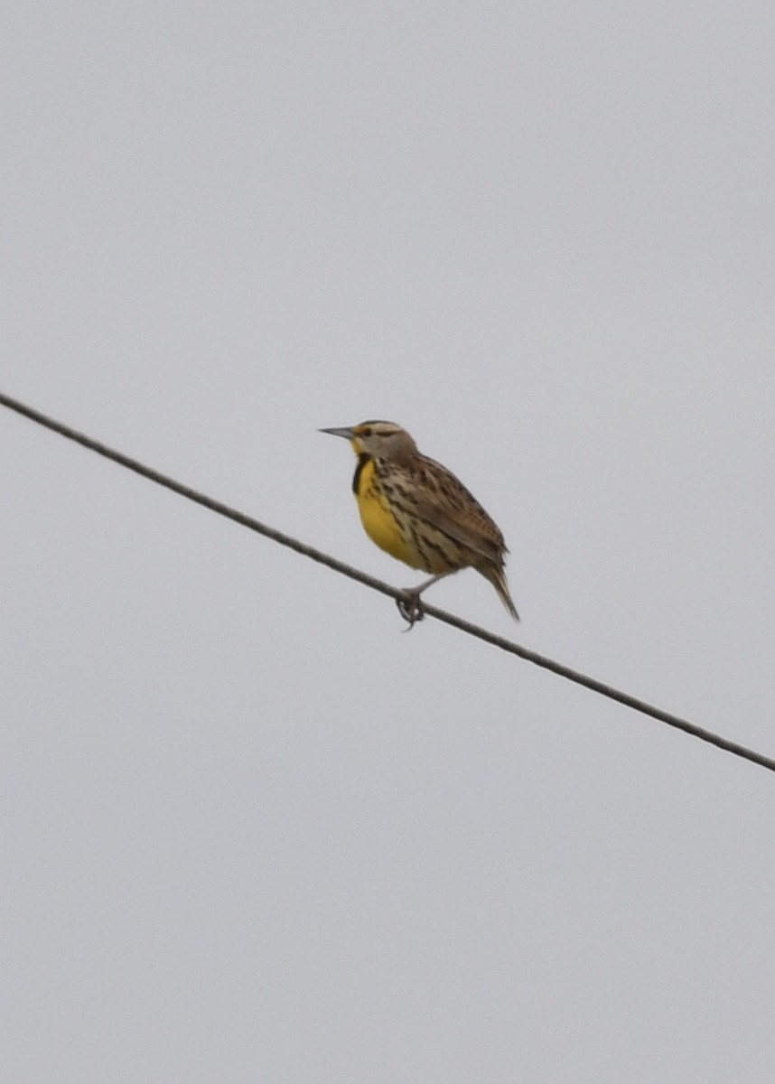 Eastern Meadowlark - ML211236751