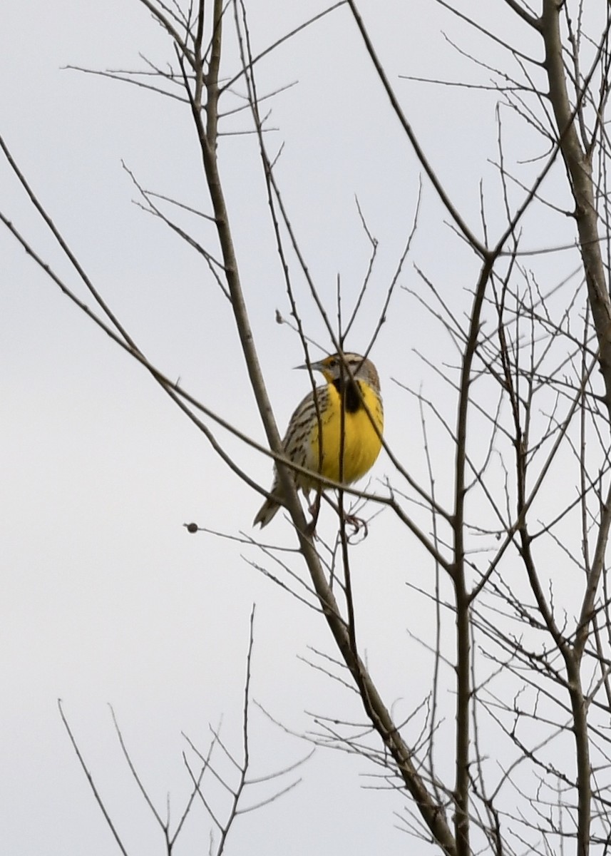 Eastern Meadowlark - ML211236761