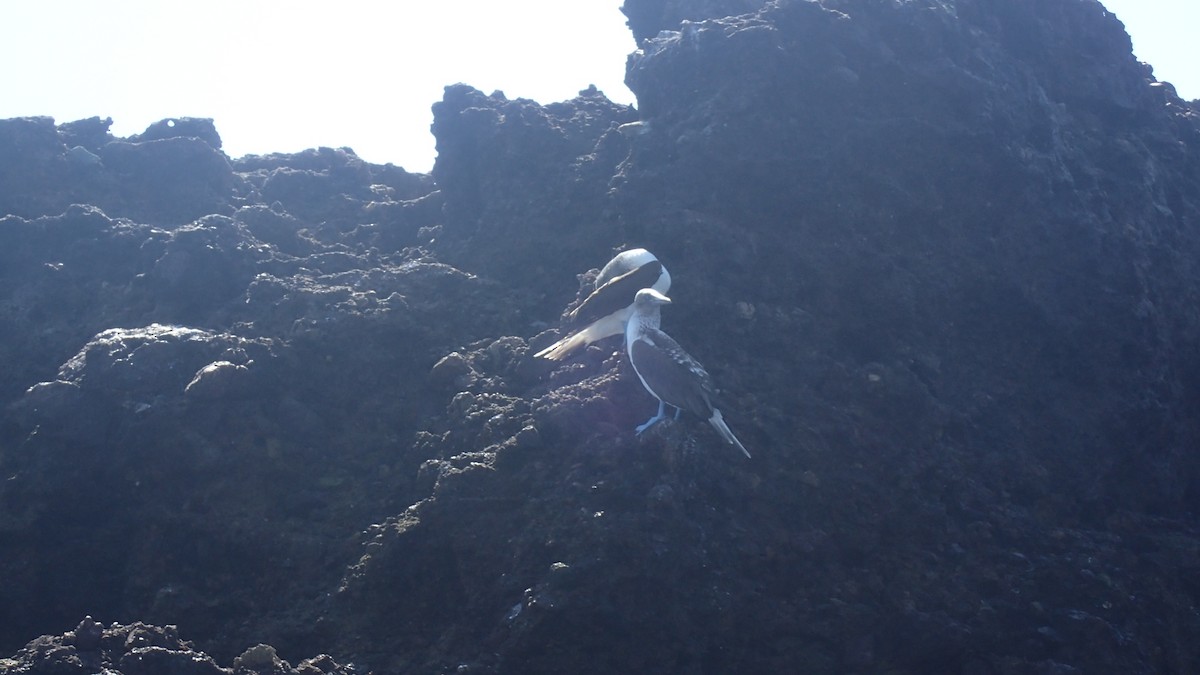 Blue-footed Booby - ML211237111