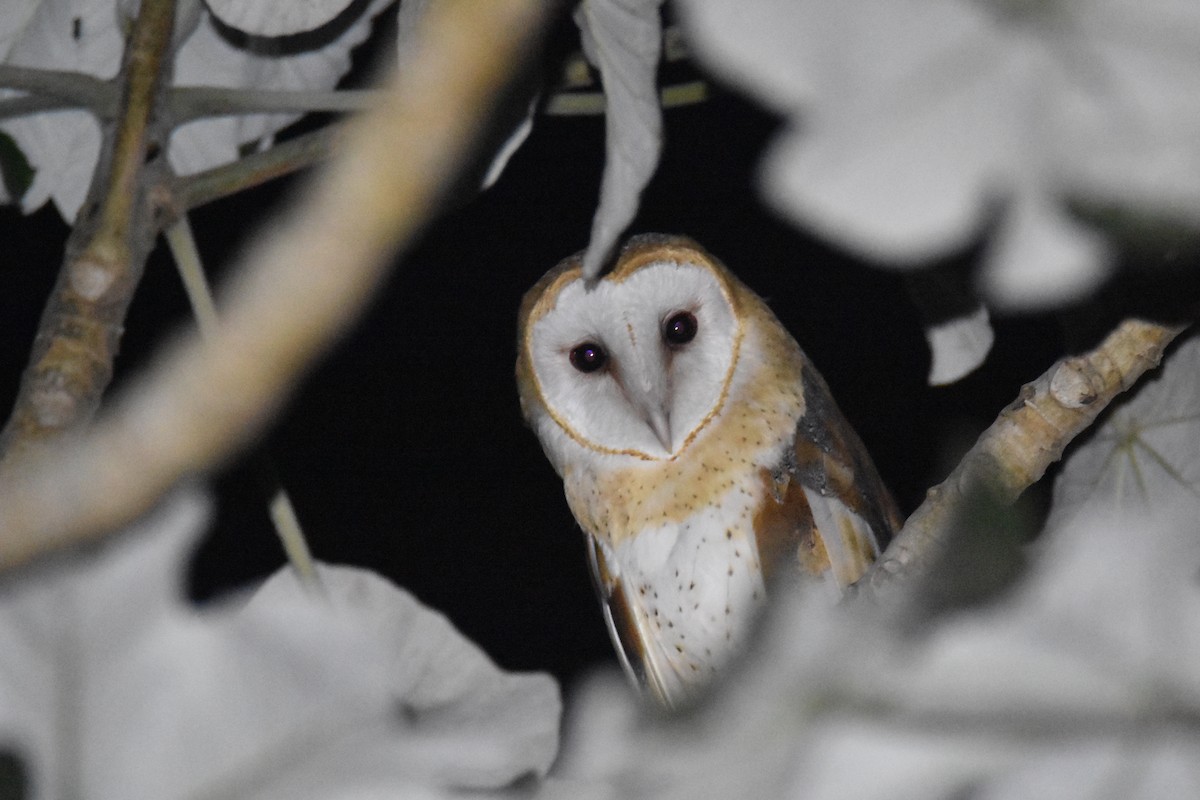 Barn Owl (White-winged) - ML211238061