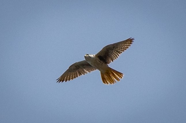 Prairie Falcon - James Hoagland