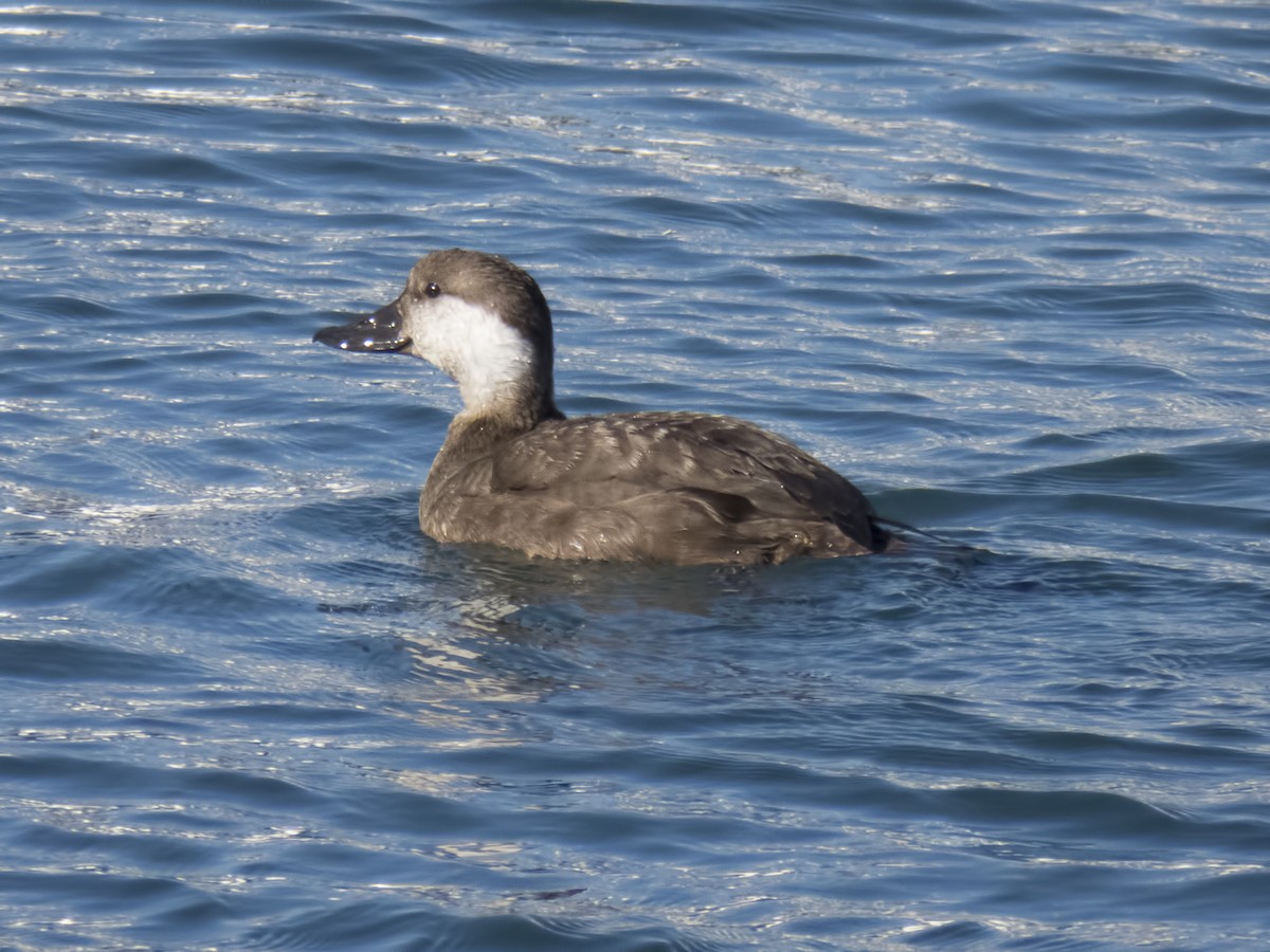 Black Scoter - ML21124001