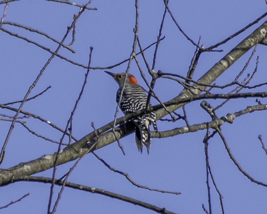 Red-bellied Woodpecker - ML211241591