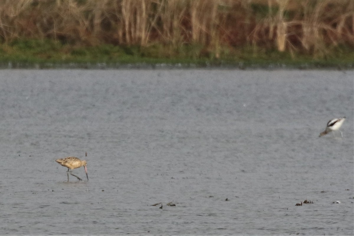 Marbled Godwit - ML211242101