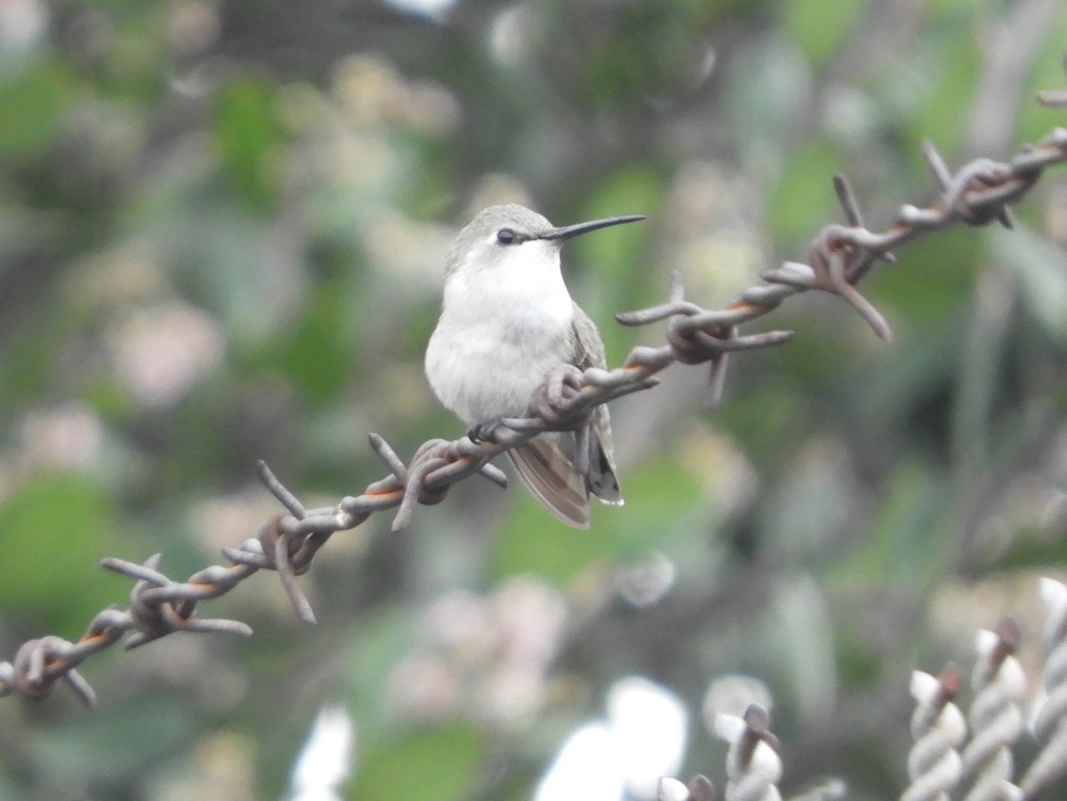 Costa's Hummingbird - ML211242831