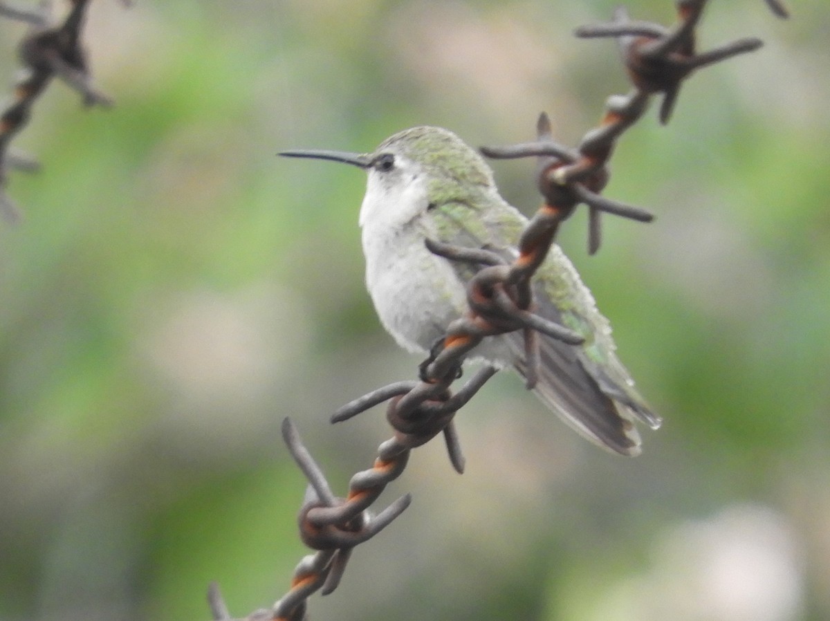 Costa's Hummingbird - ML211242851