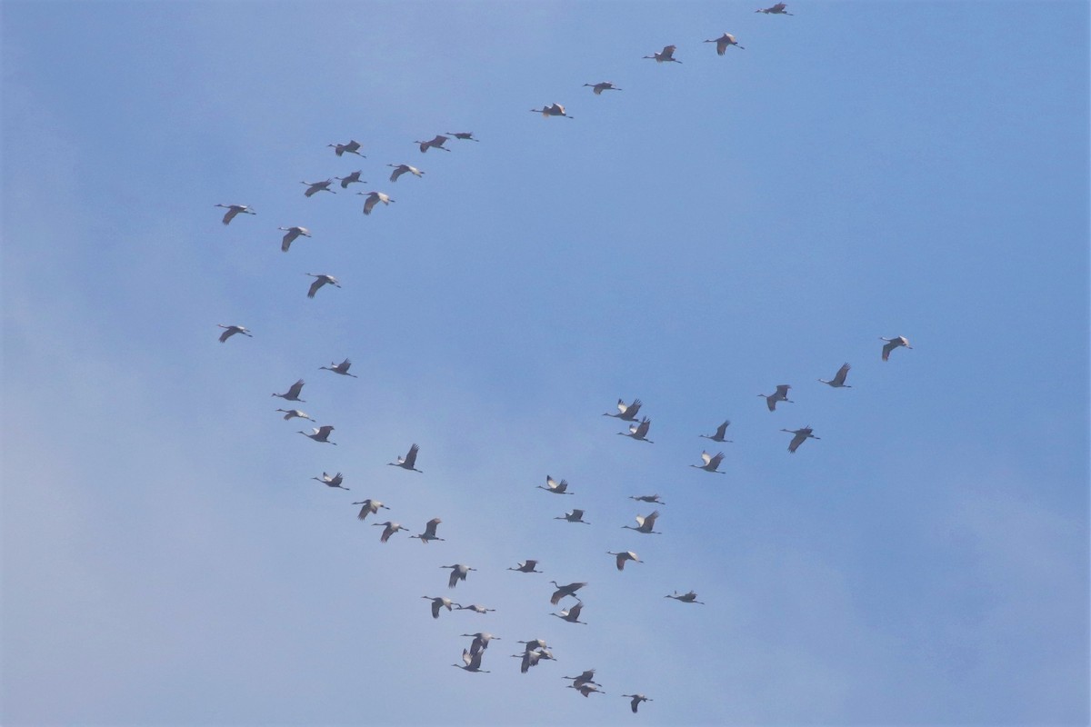 Sandhill Crane - ML211243051