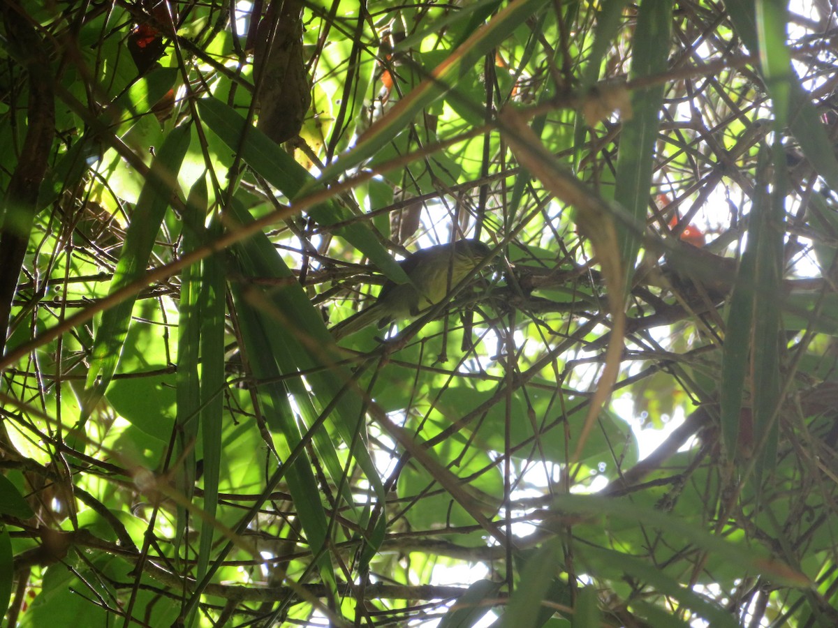 Pin-striped Tit-Babbler - ML211245191