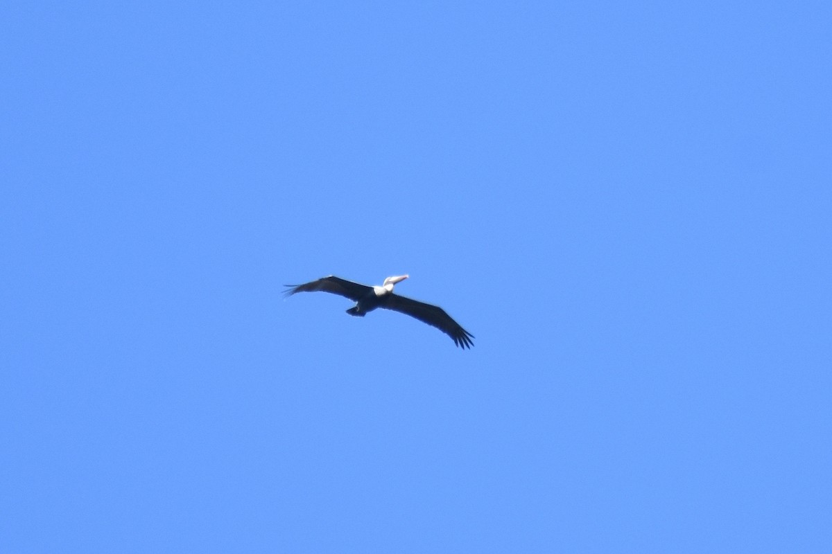 Бурый пеликан (occidentalis/murphyi) - ML211245481