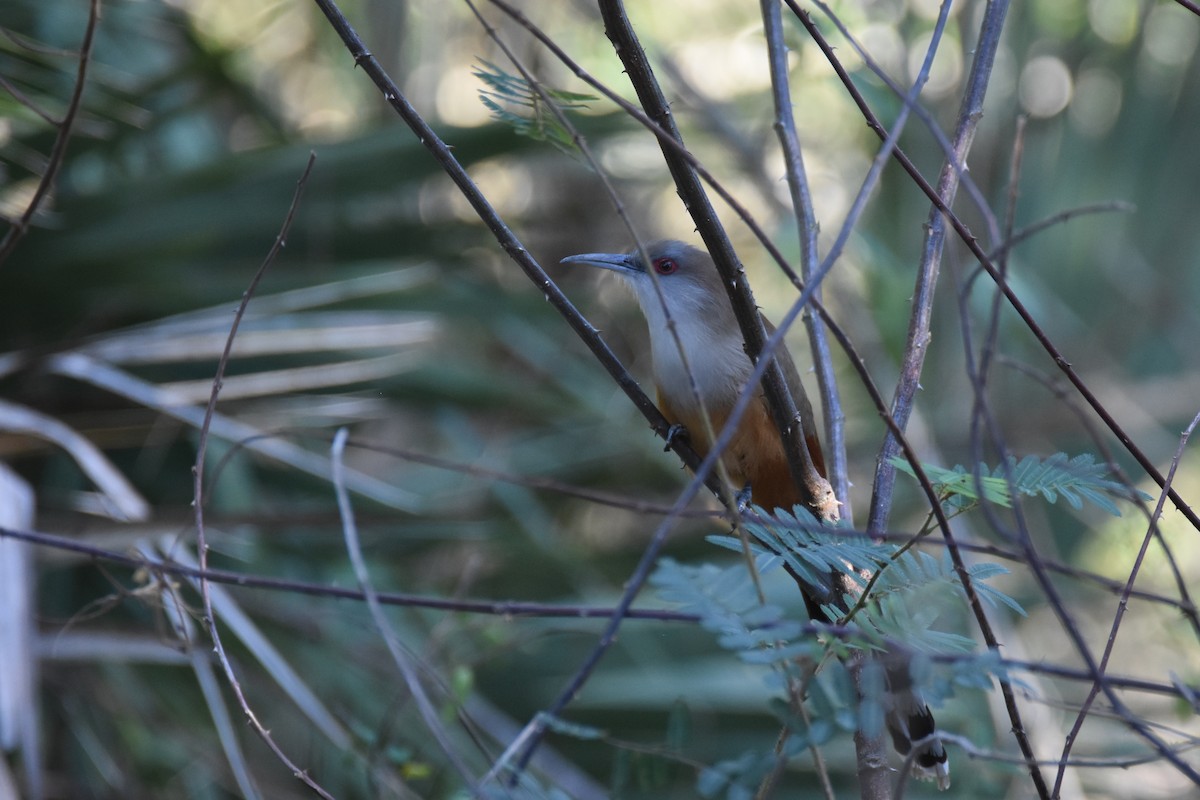 Great Lizard-Cuckoo (Cuban) - Luke Berg