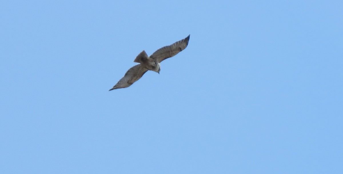 Red-tailed Hawk - ML211245851