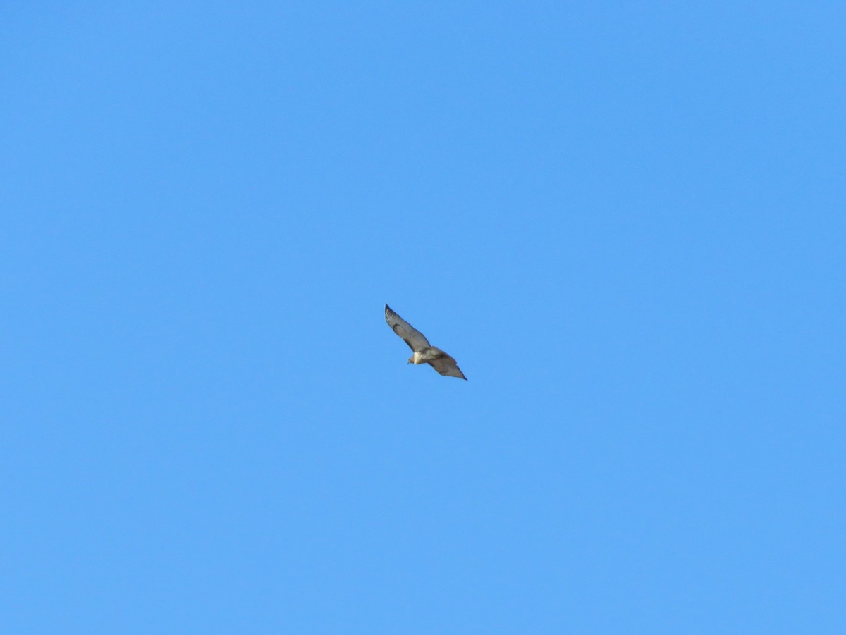 Red-tailed Hawk - ML211245881
