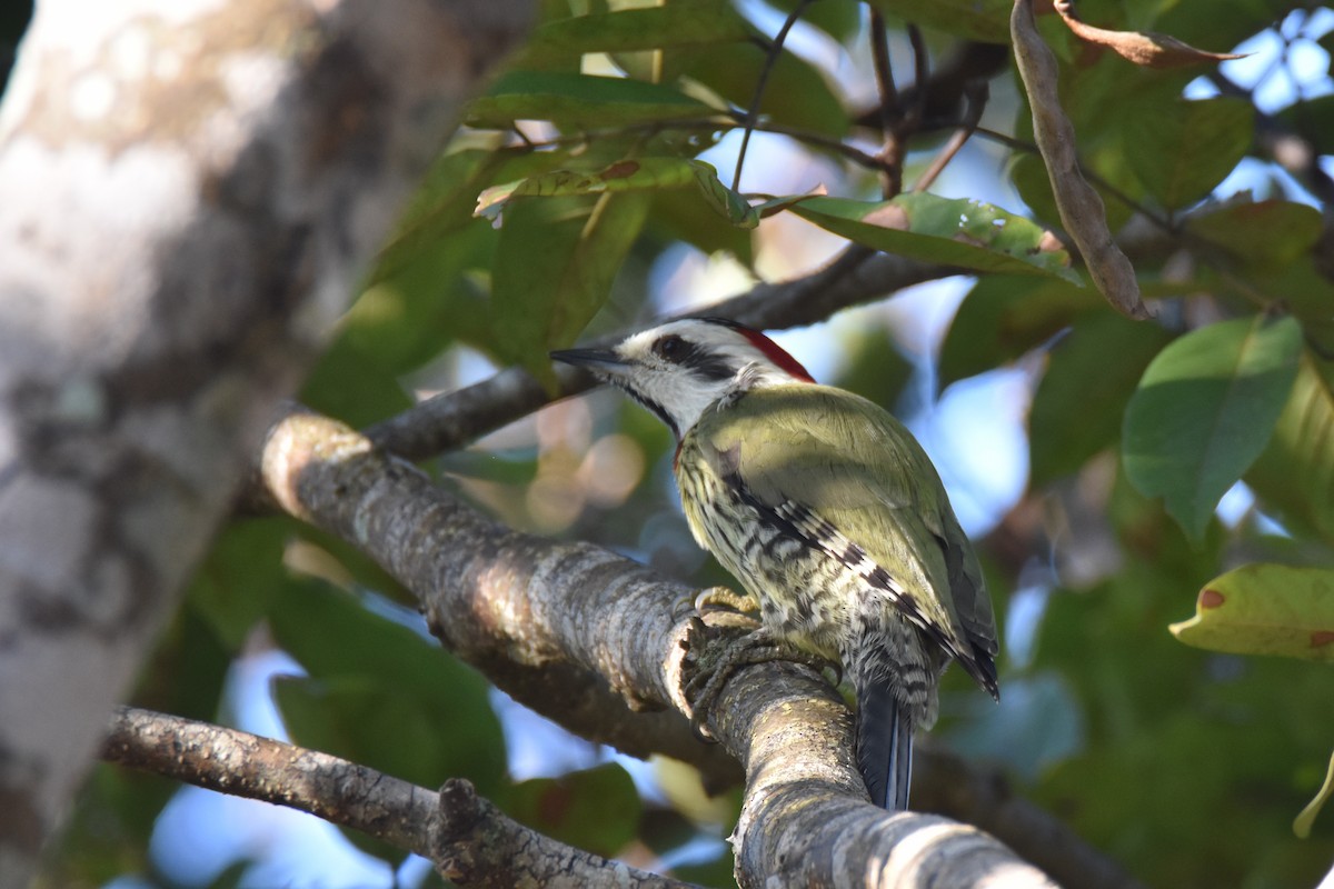 Cuban Green Woodpecker - Luke Berg