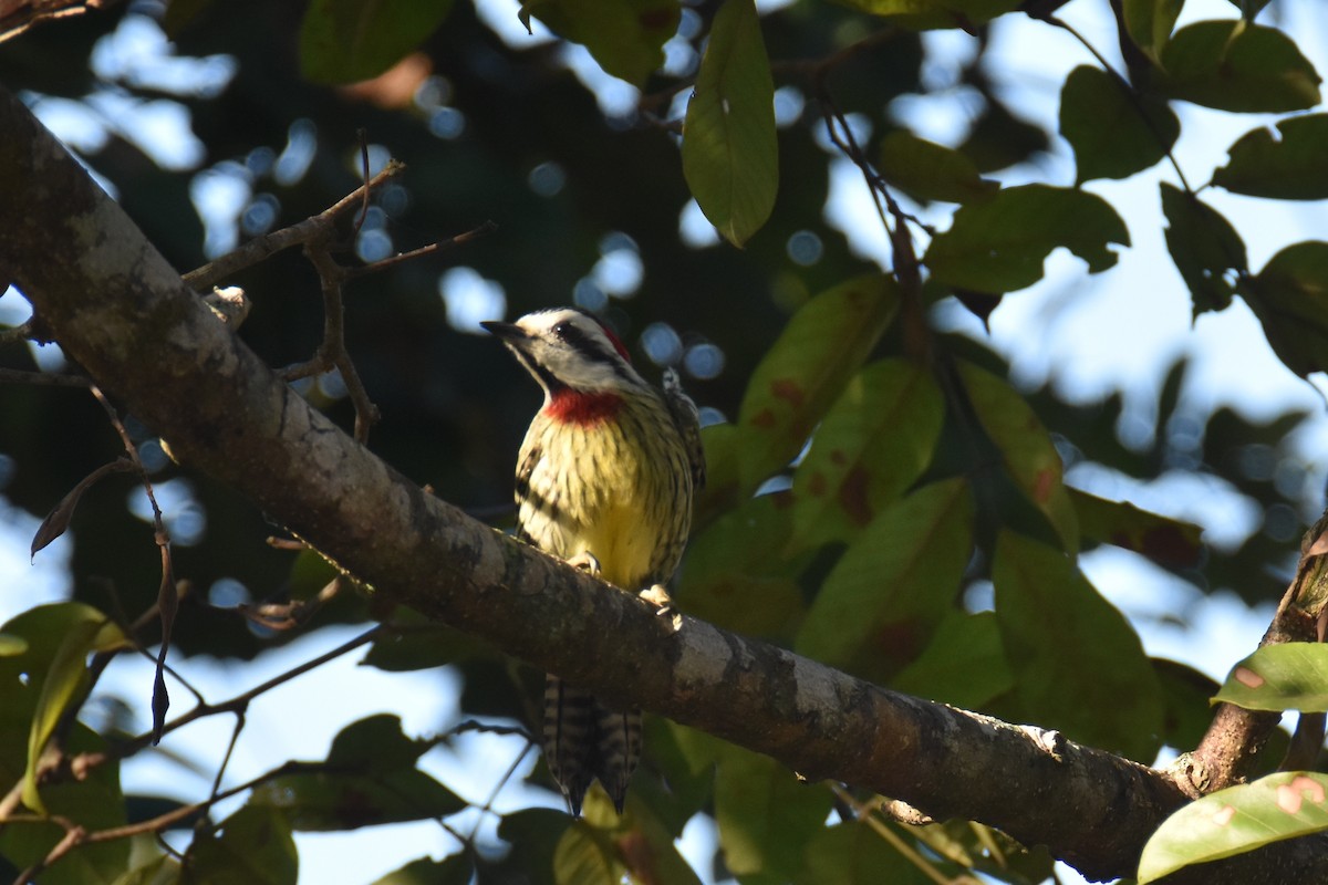 Cuban Green Woodpecker - Luke Berg