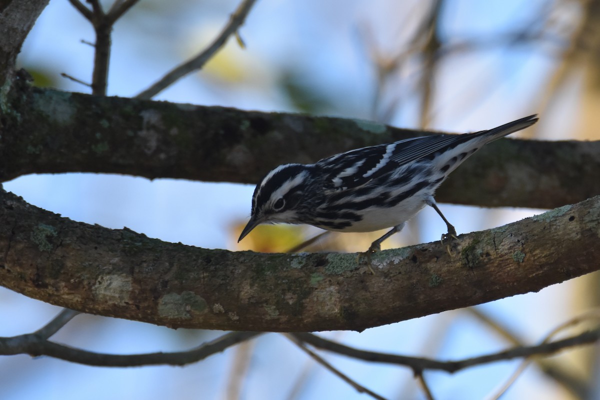 Black-and-white Warbler - Luke Berg