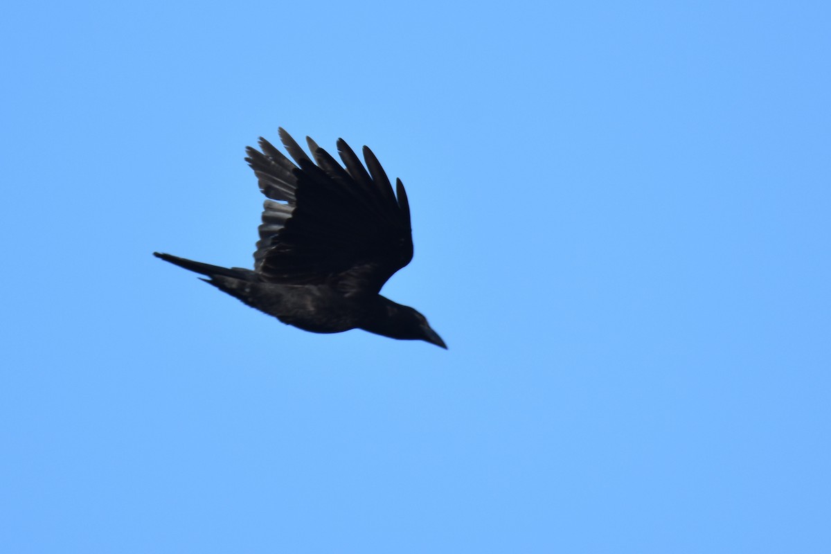 Cuban Crow - ML211246381