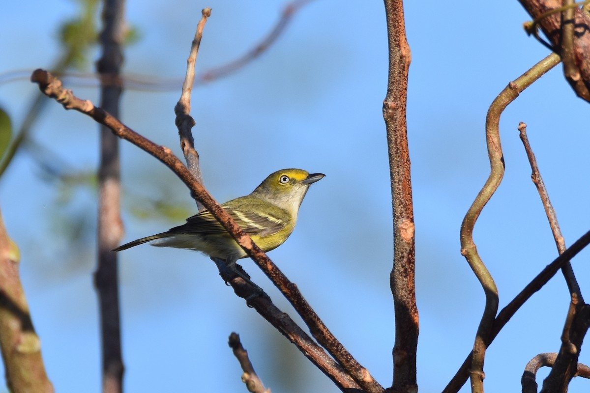 Ak Gözlü Vireo - ML211246501