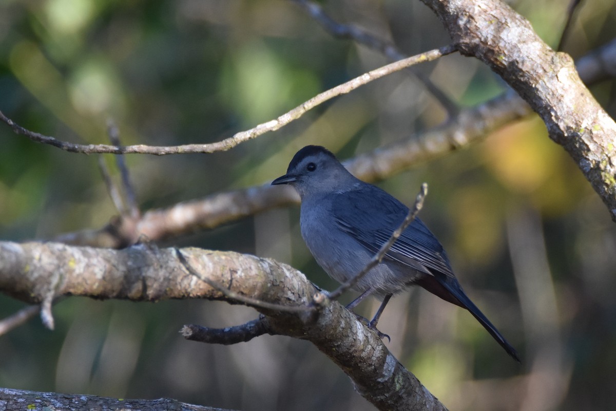 Gray Catbird - ML211246591