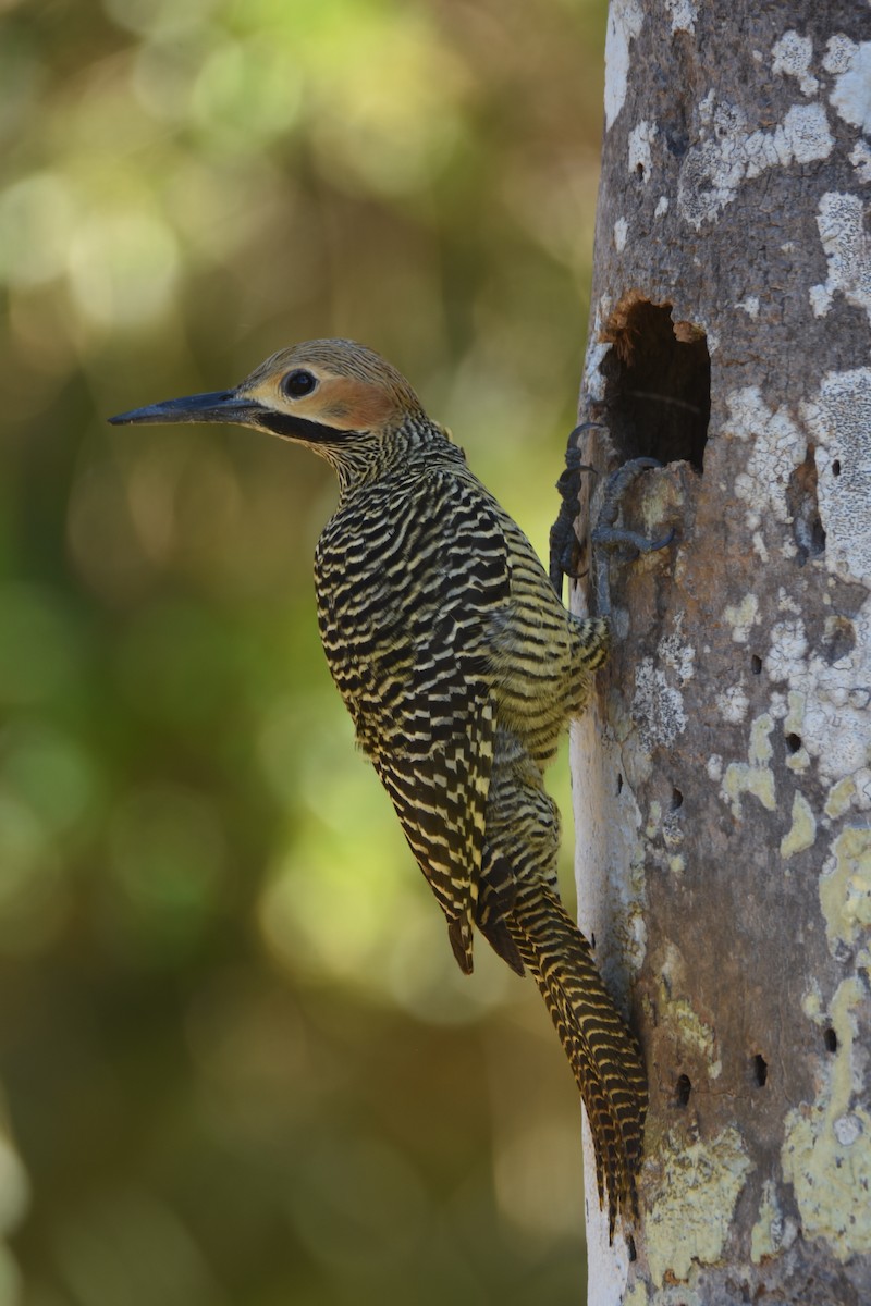 Fernandina's Flicker - ML211246671